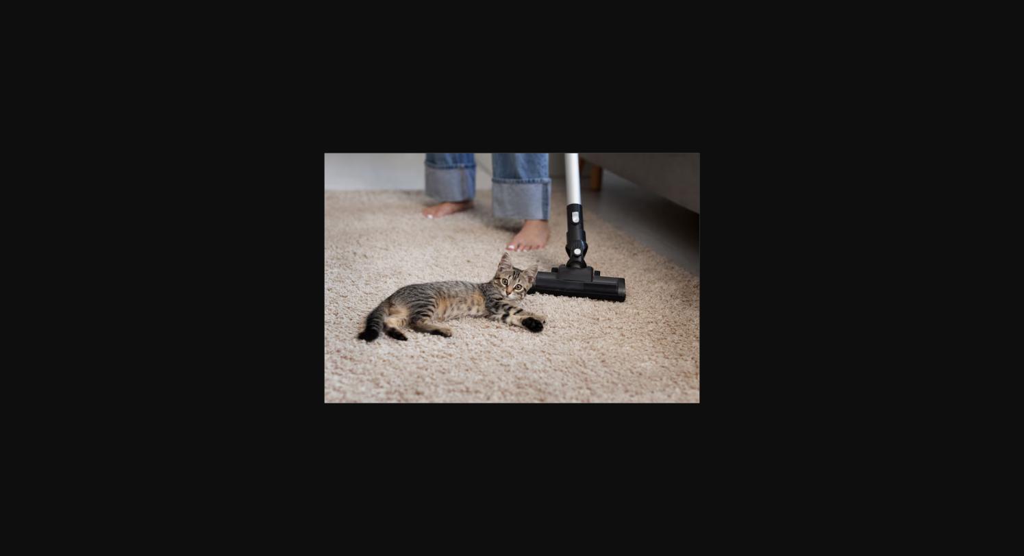 Kattenpis geur uit bank verwijderen kat op tapijt